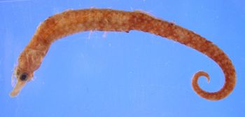 Media type: image; Ichthyology 29057